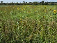 Strip of flowers along arable land  Strip of flowers along arable land : agricultural, agriculture, arable land, autumn, durability, durable, environment, environmental, fall, flower, flowers, natural, nature, no people, nobody, outdoor, outdoors, outside, plant, plants, strip, summer, summertime, landscape, rural, rural landscape, non-urban landscape, buffer strip, buffer strips