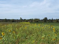 Strip of flowers along arable land  Strip of flowers along arable land : agricultural, agriculture, arable land, autumn, durability, durable, environment, environmental, fall, flower, flowers, natural, nature, no people, nobody, outdoor, outdoors, outside, plant, plants, strip, summer, summertime, landscape, rural, rural landscape, non-urban landscape, buffer strip, buffer strips