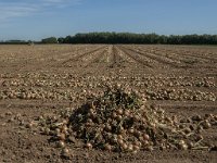 NL, Noord-Brabant, Altena, Polder Dertien Morgen 1, Saxifraga-Jan van der Straaten