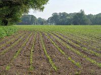 NL, Noord-Brabant, Boxtel, near Heult 1, Saxifraga-Tom Heijnen