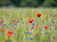 NL, Noord-Brabant, Geldrop-Mierlo, Gijzenrooi 2, Saxifraga-Tom Heijnen