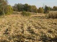 NL, Noord-Brabant, Valkenswaard, De Plateaux 24, Saxifraga-Jan van der Straaten