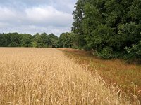 NL, Overijssel, Tubbergen, Manderheide 2, Saxifraga-Hans Dekker