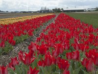 NL, Zuid-Holland, Teylingen, Voorhout 11, Saxifraga-Willem van Kruijsbergen