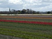 NL, Zuid-Holland, Teylingen, Voorhout 17, Saxifraga-Willem van Kruijsbergen