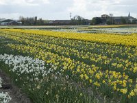 NL, Zuid-Holland, Teylingen, Voorhout 18, Saxifraga-Willem van Kruijsbergen