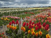 NL, Zuid-Holland, Teylingen, Voorhout 22, Saxifraga-Willem van Kruijsbergen