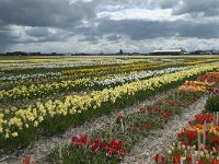 NL, Zuid-Holland, Teylingen, Voorhout 25 Saxifraga-Willem van Kruijsbergen