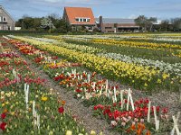 NL, Zuid-Holland, Teylingen, Voorhout 27 Saxifraga-Willem van Kruijsbergen