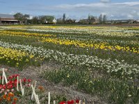 NL, Zuid-Holland, Teylingen, Voorhout 28 Saxifraga-Willem van Kruijsbergen