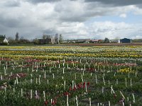 NL, Zuid-Holland, Teylingen, Voorhout 4, Saxifraga-Willem van Kruijsbergen