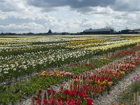 NL, Zuid-Holland, Teylingen, Voorhout 5, Saxifraga-Willem van Kruijsbergen