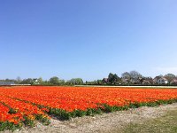 NL, Zuid-Holland, Wassenaar 1, Saxifraga-Bart Vastenhouw