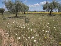 E, Caceres, Monroy, Las Vinas 19, Saxifraga-Willem van Kruijsbergen