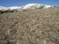 E, Avila, San Juan de Gredos, Senda de la Laguna Grande 12, Saxifraga-Willem van Kruijsbergen
