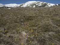 E, Avila, San Juan de Gredos, Senda de la Laguna Grande 14, Saxifraga-Willem van Kruijsbergen