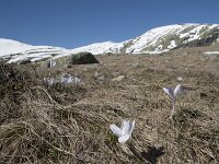 E, Avila, San Juan de Gredos, Senda de la Laguna Grande 16, Saxifraga-Willem van Kruijsbergen