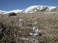 E, Avila, San Juan de Gredos, Senda de la Laguna Grande 17, Saxifraga-Willem van Kruijsbergen
