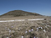 E, Avila, San Juan de Gredos, Senda de la Laguna Grande 18, Saxifraga-Willem van Kruijsbergen