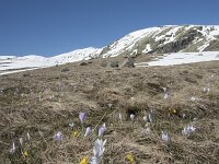E, Avila, San Juan de Gredos, Senda de la Laguna Grande 19, Saxifraga-Willem van Kruijsbergen
