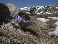 E, Avila, San Juan de Gredos, Senda de la Laguna Grande 69, Saxifraga-Willem van Kruijsbergen