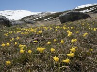 E, Avila, San Juan de Gredos, Senda de la Laguna Grande 74, Saxifraga-Willem van Kruijsbergen