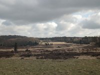 D, Niedersachsen, Bispingen,  Luneburger Heide 3, Saxifraga-Bas Klaver