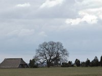 D, Niedersachsen, Bispingen,  Luneburger Heide 4, Saxifraga-Bas Klaver