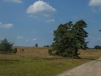 D, Niedersachsen, Schneverdingen, Wolfsberg 10, Saxifraga-Marijke Verhagen