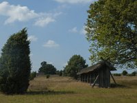 D, Niedersachsen, Schneverdingen, Wolfsberg 11, Saxifraga-Marijke Verhagen