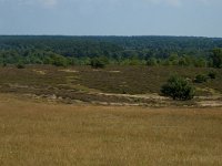 D, Niedersachsen, Schneverdingen, Wolfsberg 2, Saxifraga-Marijke Verhagen