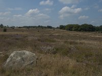 D, Niedersachsen, Schneverdingen, Wolfsberg 5, Saxifraga-Marijke Verhagen