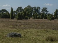 D, Niedersachsen, Schneverdingen, Wolfsberg 9, Saxifraga-Marijke Verhagen