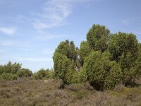 Juniper bushes (Juniperus communis) in Dutch heathland reserve Terhorsterzand, Beilen, Drenthe, Netherlands  Juniper bushes (Juniperus communis) in Dutch heathland reserve Terhorsterzand, Beilen, Drenthe, Netherlands : heathland, nature reserve, Terhorsterzand, Drenthe, Netherlands, juniper, Juniperus communis, growth, summer, summertime, bush, bushes, heather, nature, natural, rural landscape