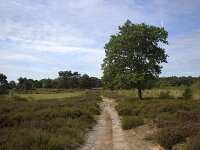 NL, Drenthe, Midden-Drenthe, Beilen, Terhorsterzand 6, Saxifraga-Roel Meijer  Terhorsterzand, Beilen, Drenthe, Netherlands : heathland, nature reserve, Terhorsterzand, Drenthe, Netherlands, track, heather, forest