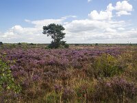 Gelderland