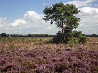Flowering heathland on sunny day  Flowering heathland on sunny day : heathland, heather, heath, sunny day, purple, blue sky white clouds, sky, skyscape, horizon, tree, flower, flowers, flowering, in flower, petal, petals, bloom, blooming, in bloom, growth, color, beautiful, beauty, beauty in nature, plant, plants, botany, botanical, vascular plant, flora, floral, nature, natural, blossom, blossoming, in blossom, wild, wildflower, wide open, countryside, rural, landscape, rural landscape, rural scene, non-urban landscape, non-urban scene, outside, outdoor, outdoors, no people, nobody, season, summer, summertime, Ermelo, Gelderland, Netherlands, Europe, European, speulderveld, speulder- en houtdorperveld, pine, pine tree