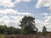 Flowering heathland on sunny day  Flowering heathland on sunny day : heathland, heather, heath, sunny day, purple, blue sky white clouds, sky, skyscape, horizon, tree, flower, flowers, flowering, in flower, petal, petals, bloom, blooming, in bloom, growth, color, beautiful, beauty, beauty in nature, plant, plants, botany, botanical, vascular plant, flora, floral, nature, natural, blossom, blossoming, in blossom, wild, wildflower, wide open, countryside, rural, landscape, rural landscape, rural scene, non-urban landscape, non-urban scene, outside, outdoor, outdoors, no people, nobody, season, summer, summertime, Ermelo, Gelderland, Netherlands, Europe, European, speulderveld, speulder- en houtdorperveld, oak, oak tree