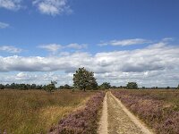 Straigt track through flowering heathland on sunny day  Straigt track through flowering heathland on sunny day : heathland, heather, heath, sunny day, purple, blue sky white clouds, sky, skyscape, horizon, tree, flower, flowers, flowering, in flower, petal, petals, bloom, blooming, in bloom, growth, color, beautiful, beauty, beauty in nature, plant, plants, botany, botanical, vascular plant, flora, floral, nature, natural, blossom, blossoming, in blossom, wild, wildflower, wide open, countryside, rural, landscape, rural landscape, rural scene, non-urban landscape, non-urban scene, outside, outdoor, outdoors, no people, nobody, season, summer, summertime, Ermelo, Gelderland, Netherlands, Europe, European, speulderveld, speulder- en houtdorperveld, oak, oak tree, path, track