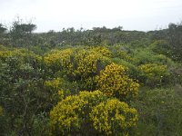 P, Faro, Vila do Bispo 10, Saxifraga-Willem van Kruijsbergen