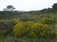 P, Faro, Vila do Bispo 6, Saxifraga-Willem van Kruijsbergen