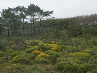 P, Faro, Vila do Bispo 7, Saxifraga-Willem van Kruijsbergen