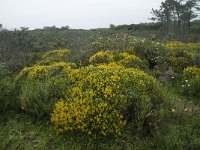 P, Faro, Vila do Bispo 8, Saxifraga-Willem van Kruijsbergen