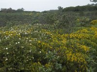 P, Faro, Vila do Bispo 9, Saxifraga-Willem van Kruijsbergen