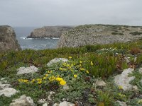 P, Faro, Vila do Bispo, Cabo Sao Vicente 13, Saxifraga-Willem van Kruijsbergen