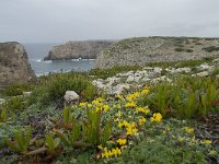 P, Faro, Vila do Bispo, Cabo Sao Vicente 14, Saxifraga-Willem van Kruijsbergen