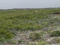 P, Faro, Vila do Bispo, Cabo Sao Vicente 22, Saxifraga-Willem van Kruijsbergen