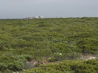 P, Faro, Vila do Bispo, Cabo Sao Vicente 23, Saxifraga-Willem van Kruijsbergen