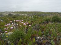 P, Faro, Vila do Bispo, Cabo Sao Vicente 24, Saxifraga-Willem van Kruijsbergen