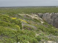 P, Faro, Vila do Bispo, Cabo Sao Vicente 30, Saxifraga-Willem van Kruijsbergen